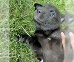Small #9 Shepradors