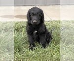 Puppy Buzz Labradoodle