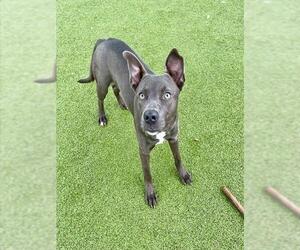 American Pit Bull Terrier Dogs for adoption in Pasadena, TX, USA