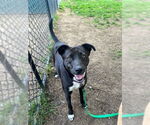 Small #14 Labrador Retriever Mix