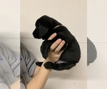 Small Photo #14 Labrador Retriever Puppy For Sale in WOODBURN, IN, USA