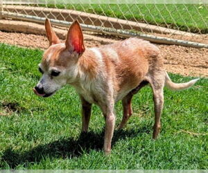 Chihuahua Dogs for adoption in Plano, TX, USA