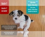Small #2 Morkie