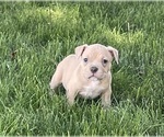 Puppy Mr Harlem American Bully