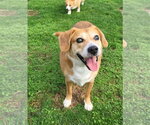 Small #6 Beagle Mix