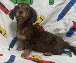 Small #2 Dachshund