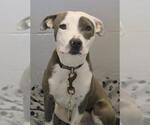 Small American Pit Bull Terrier Mix
