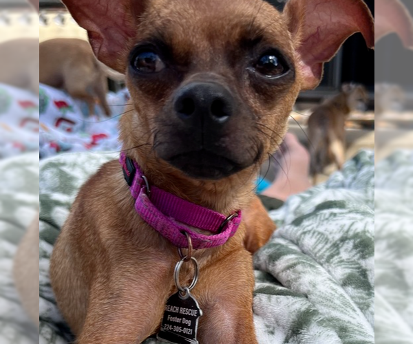 Medium Photo #3 Chihuahua-Unknown Mix Puppy For Sale in Mundelein, IL, USA