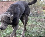 Small Photo #1 Labrador Retriever Puppy For Sale in INEZ, KY, USA