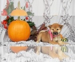 Small Photo #3 Shiba Inu Puppy For Sale in LANCASTER, PA, USA