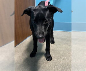 Labrador Retriever-Unknown Mix Dogs for adoption in Houston, TX, USA