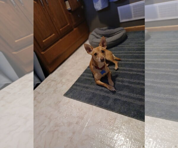 Medium Photo #6 Chihuahua-Unknown Mix Puppy For Sale in Minneapolis, MN, USA