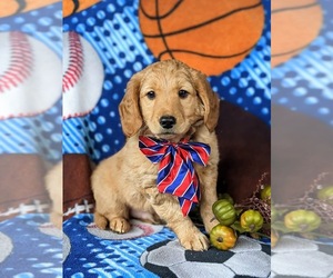 Goldendoodle (Miniature) Puppy for sale in KIRKWOOD, PA, USA