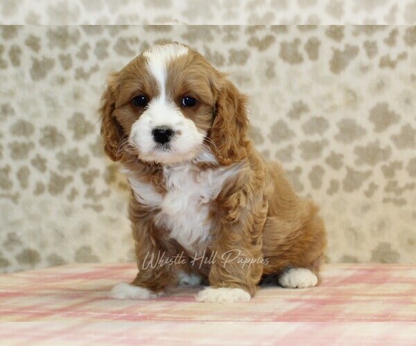 Medium Photo #5 Cavapoo Puppy For Sale in DENVER, PA, USA