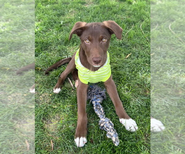 Medium Photo #4 Border Collie-Unknown Mix Puppy For Sale in Salt Lake City, UT, USA