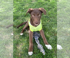 Supai - Male Border Collie-Unknown Mix Dog for Adoption - Photo #4