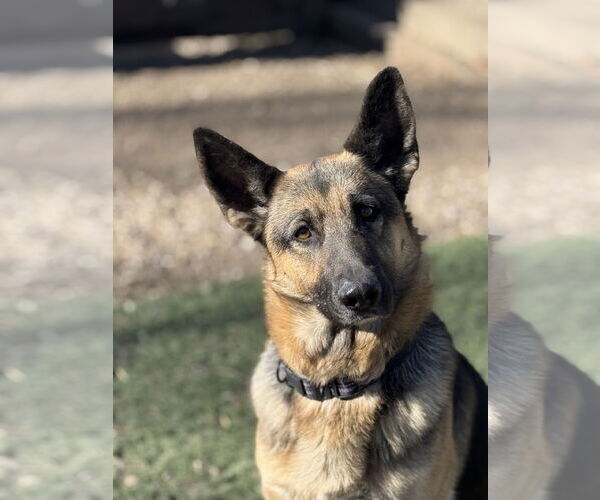 Medium Photo #2 Mutt Puppy For Sale in Leavenworth, KS, USA