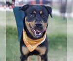 Small Rottweiler Mix