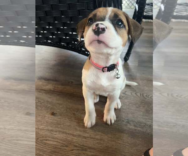 Medium Photo #1 Mutt Puppy For Sale in Greenville, SC, USA