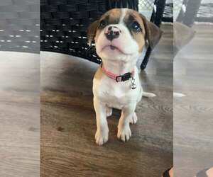 Mutt Dogs for adoption in Greenville, SC, USA