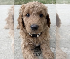 Goldendoodle Puppy for sale in EDEN, UT, USA