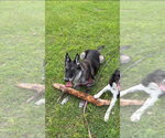 Small #3 Mutt