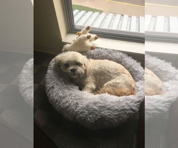 Medium Photo #4 Lhasa Apso Puppy For Sale in St. Louis Park, MN, USA