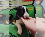 Small #22 Border Collie