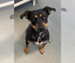 Small #1 Mutt