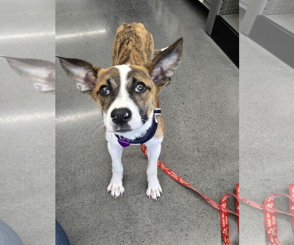 Medium Photo #3 Mutt Puppy For Sale in Minneapolis, MN, USA