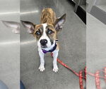 Small #2 Mutt