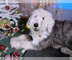 Small Photo #1 Goldendoodle-Old English Sheepdog Mix Puppy For Sale in LAS VEGAS, NV, USA
