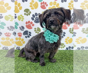 Mutt Dogs for adoption in Corona, CA, USA