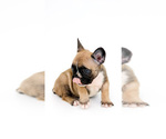 Small Photo #4 French Bulldog Puppy For Sale in WINTER GARDEN, FL, USA