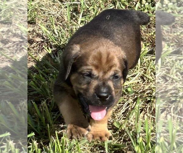 Medium Photo #4 English Mastweiler Puppy For Sale in OSCEOLA, MO, USA