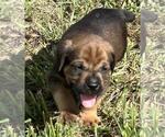 Small #3 English Mastweiler