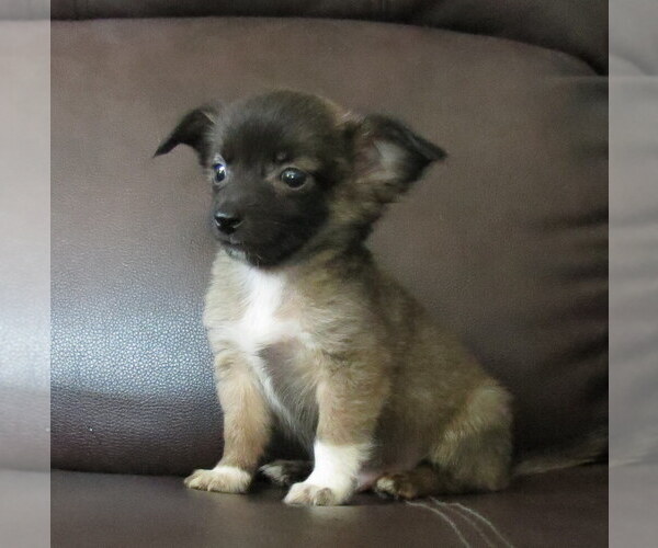 Medium Photo #6 Chihuahua Puppy For Sale in HAYES, VA, USA