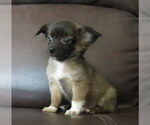 Small #5 Chihuahua