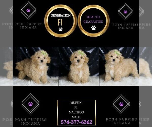Medium Photo #116 Maltipoo Puppy For Sale in WARSAW, IN, USA