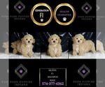 Small Photo #116 Maltipoo Puppy For Sale in WARSAW, IN, USA