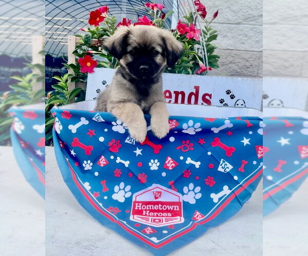 Medium Photo #1 Chihuahua Puppy For Sale in Rocky Mount, NC, USA