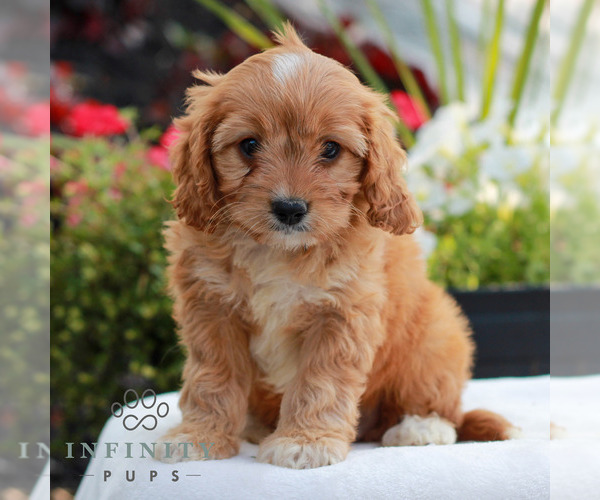 Medium Photo #4 Cavapoo (Miniature) Puppy For Sale in LITITZ, PA, USA