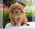 Small #3 Cavapoo (Miniature)