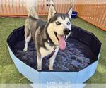Small #1 Siberian Husky Mix