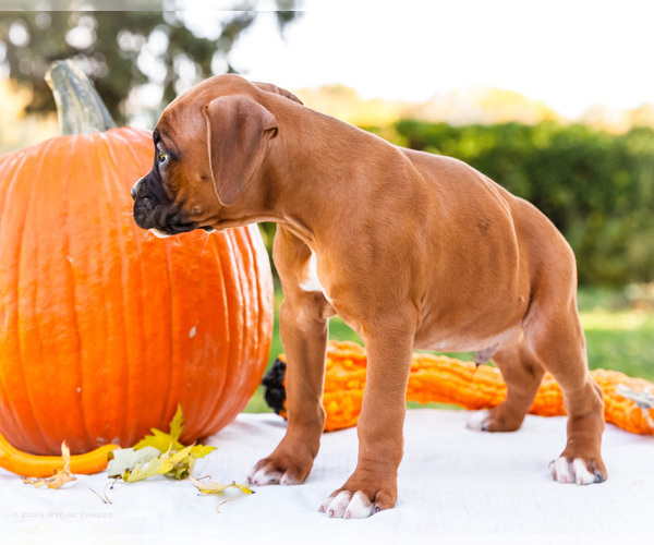 Medium Photo #3 Boxer Puppy For Sale in WAKARUSA, IN, USA