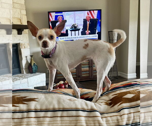 Medium Photo #4 Chihuahua-Unknown Mix Puppy For Sale in Euless, TX, USA
