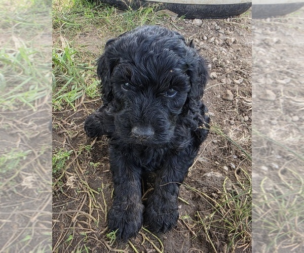 Medium Photo #2 Double Doodle Puppy For Sale in FYFFE, AL, USA