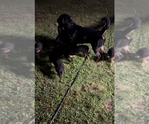 Rottweiler Puppy for sale in POMARIA, SC, USA