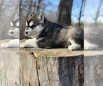Small Photo #7 Siberian Husky Puppy For Sale in STAPLES, MN, USA