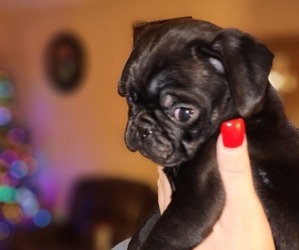 Pug Puppy for sale in ZEBULON, NC, USA